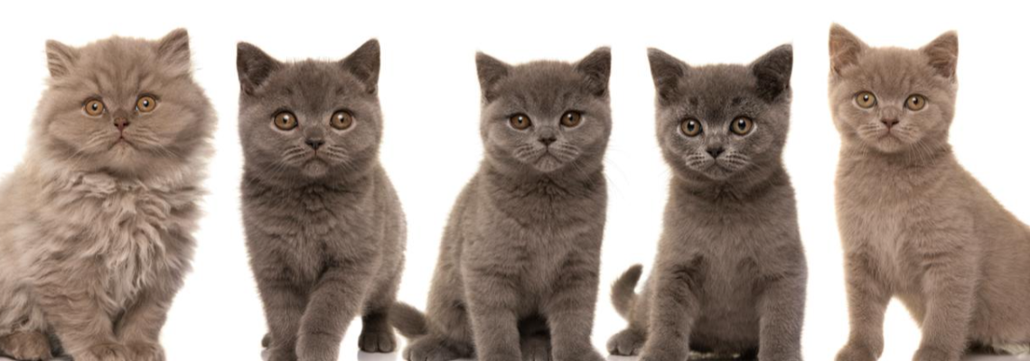 Profiel banner van $member->naam_kittenaccount)}}