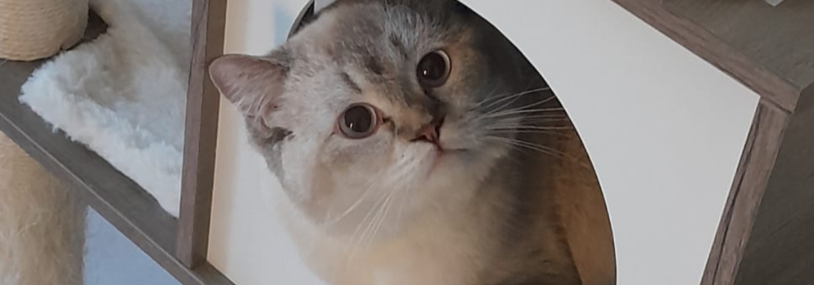 Profiel banner van $member->naam_kittenaccount)}}
