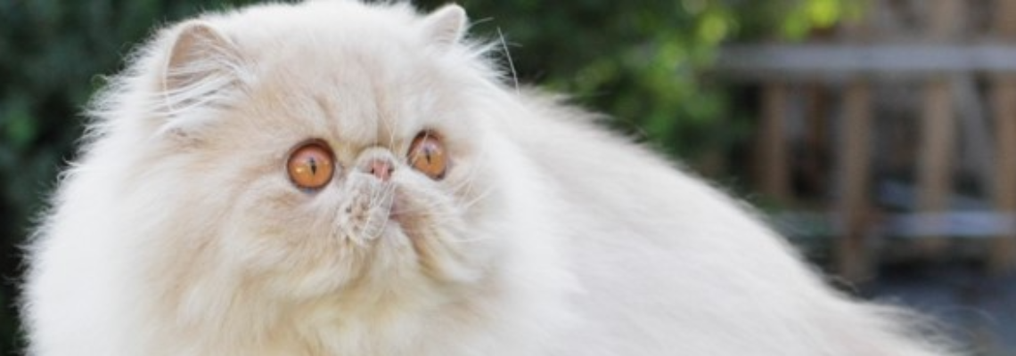 Profiel banner van $member->naam_kittenaccount)}}