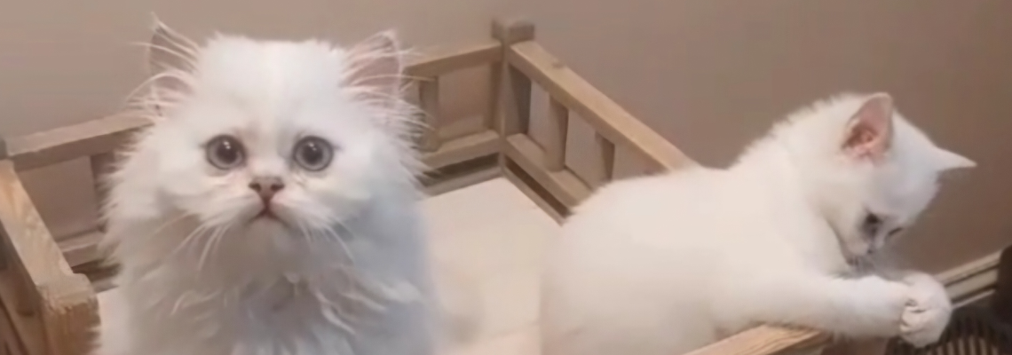 Profiel banner van $member->naam_kittenaccount)}}