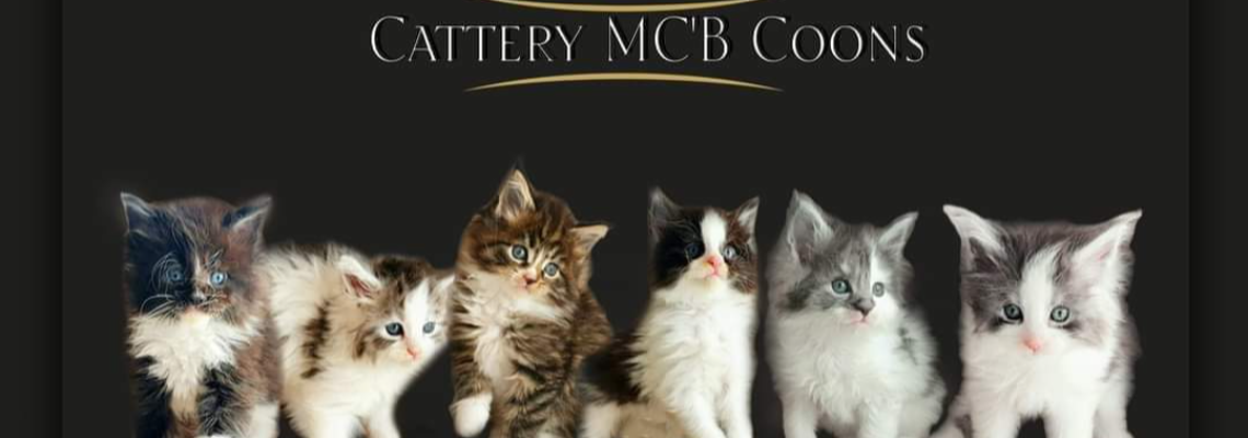 Profiel banner van $member->naam_kittenaccount)}}