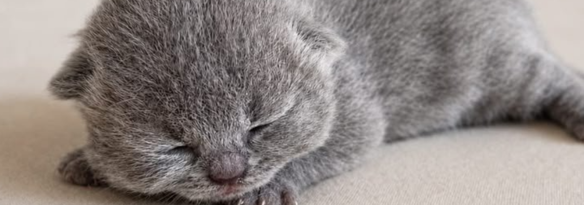 Profiel banner van $member->naam_kittenaccount)}}