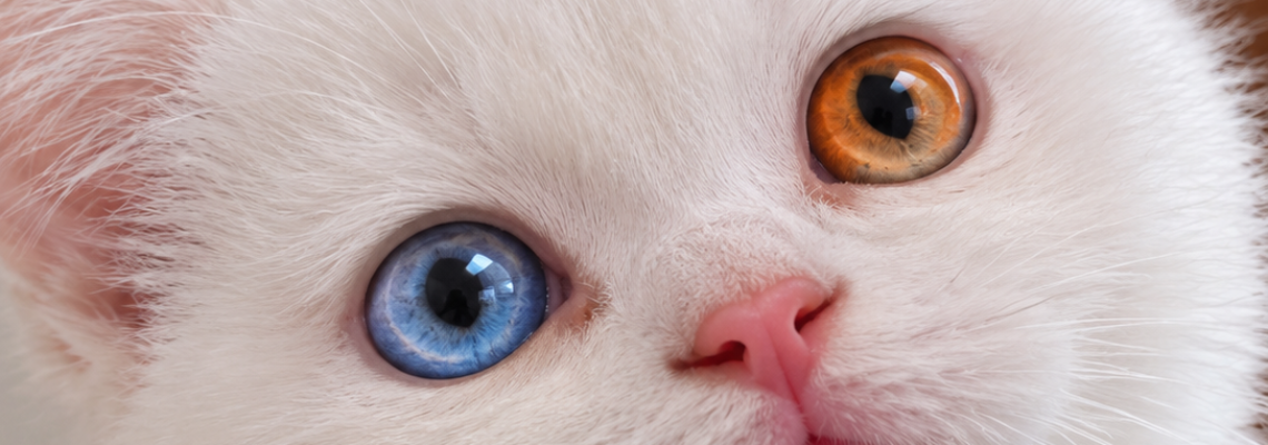 Profiel banner van $member->naam_kittenaccount)}}