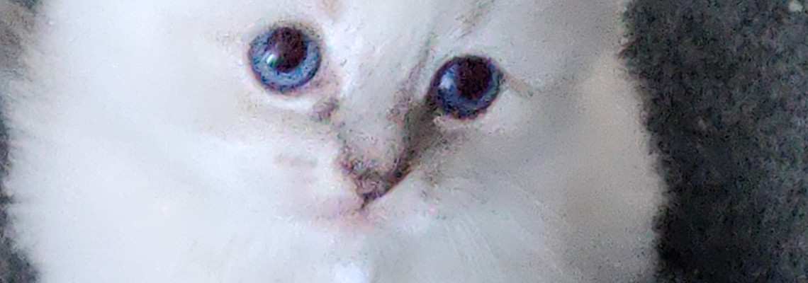 Profiel banner van $member->naam_kittenaccount)}}
