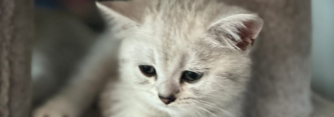 Profiel banner van $member->naam_kittenaccount)}}