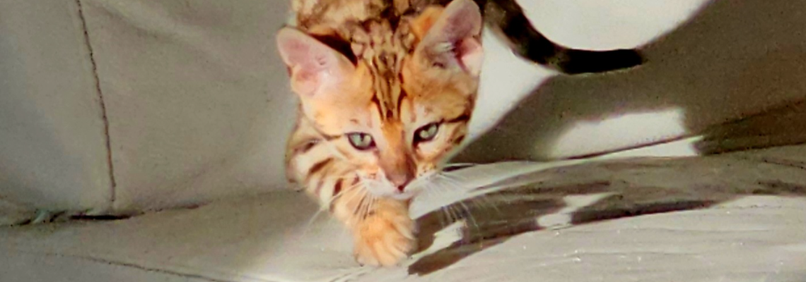 Profiel banner van $member->naam_kittenaccount)}}