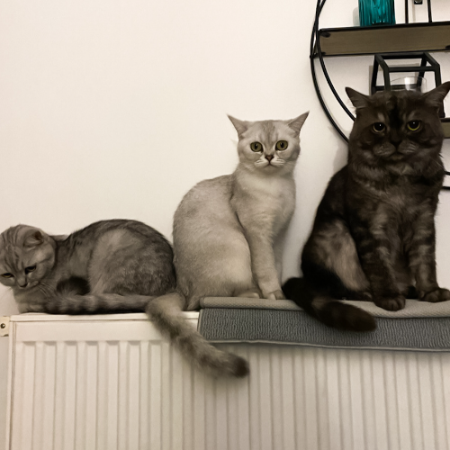 Profiel afbeelding van supernova