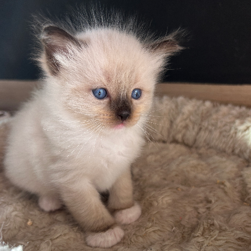 Profiel afbeelding van ragdolldreamcats