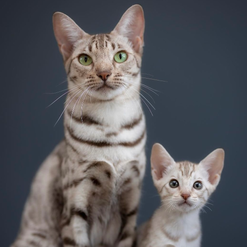 Profiel afbeelding van tenzaiocicats