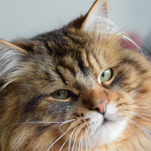 Profiel afbeelding van catterygremlineva
