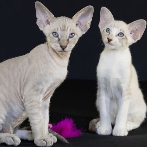 Profiel afbeelding van peterbald_cattery