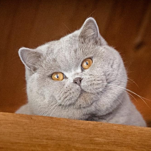 Profiel afbeelding van catteryubasti
