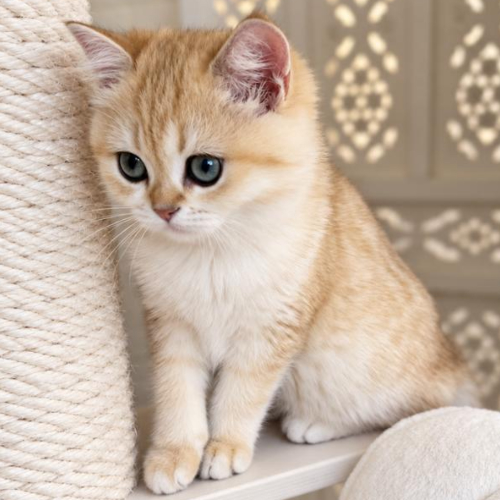 Profiel afbeelding van beatifuldiamondcat
