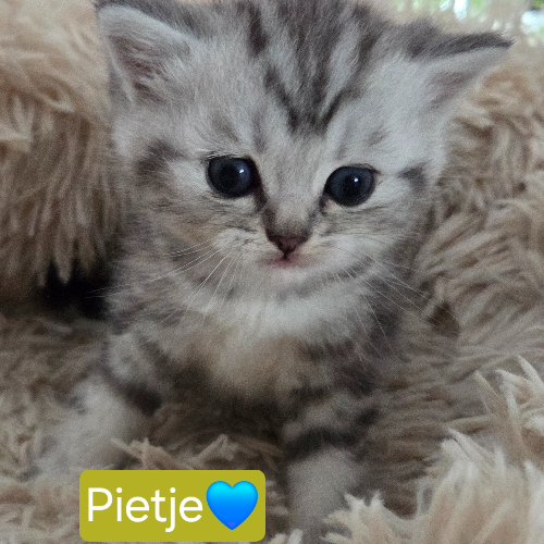 Profiel afbeelding van catterybenleychase