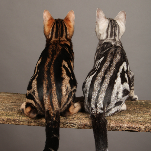 Profiel afbeelding van silvermoonbengals