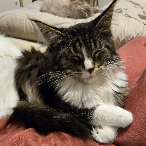 Profiel afbeelding van catteryhouseofbrit