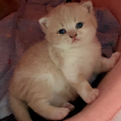 Profiel afbeelding van housebohemia