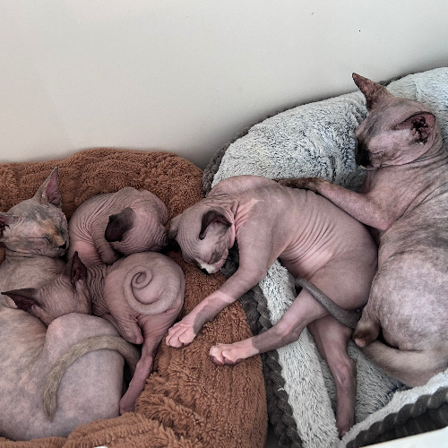 Profiel afbeelding van noorax_sphynx