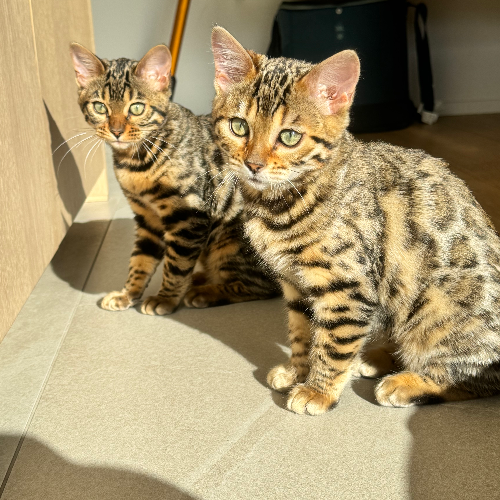 Profiel afbeelding van catterybengapaws