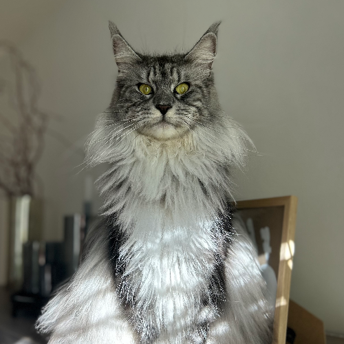Profiel afbeelding van royalsizemainecoon