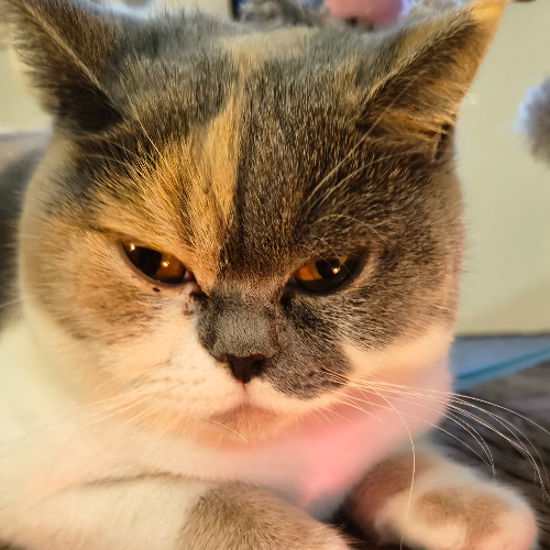 Profiel afbeelding van royalmiauw