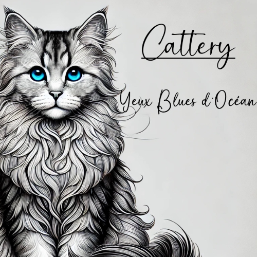 Profiel afbeelding van yeuxbluesdocean