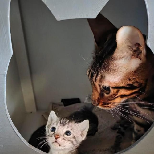 Profiel afbeelding van newerabengals