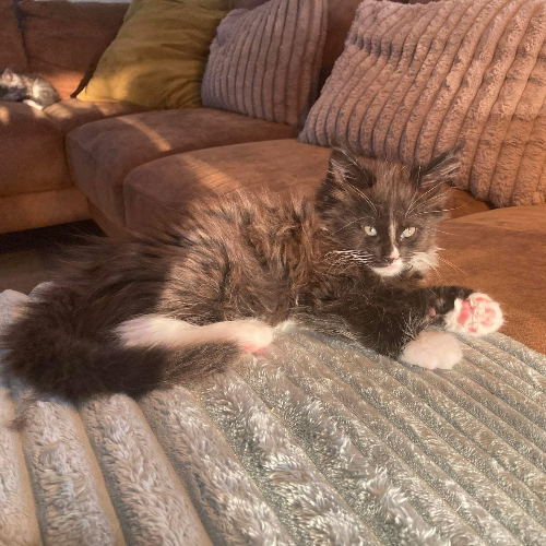 Profiel afbeelding van catworld