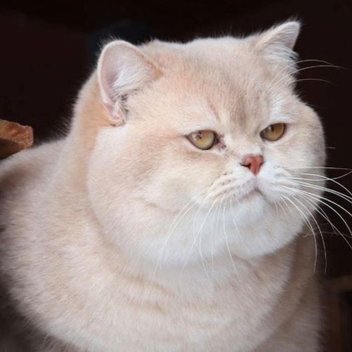 Profiel afbeelding van mateicats