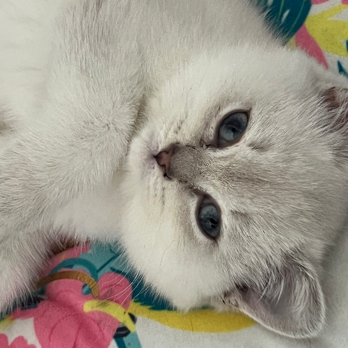 Profiel afbeelding van britskorthaarkater
