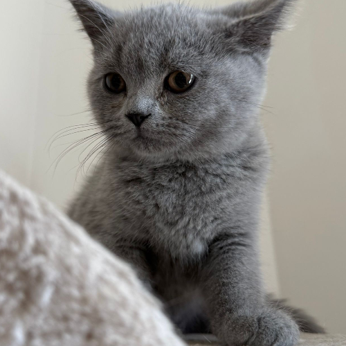 Profiel afbeelding van britskorthaarkater