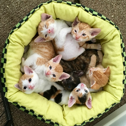 Profiel afbeelding van cattery_irusan