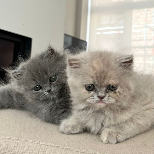 Profiel afbeelding van nekomata