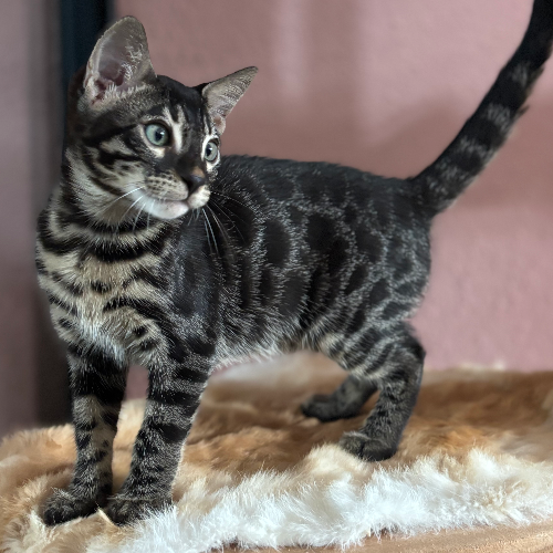 Profiel afbeelding van palaceofbengals