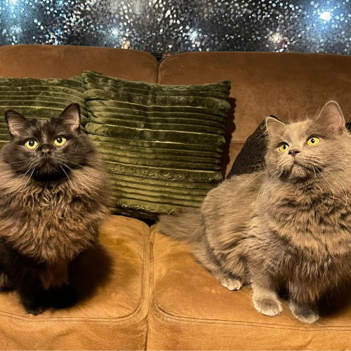 Profiel afbeelding van ragdollkittensnl