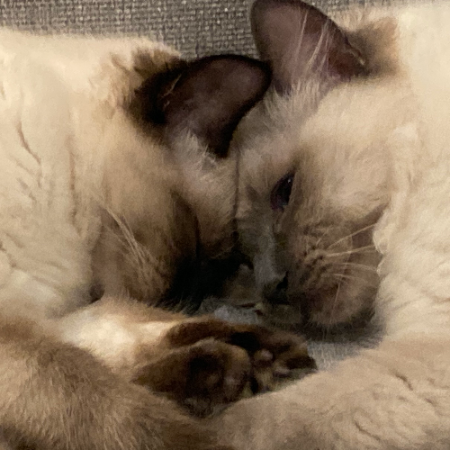 Profiel afbeelding van ragdollkitttens