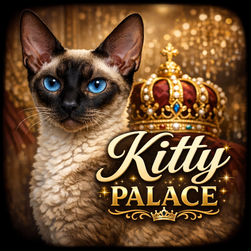 Profiel afbeelding van kittypalace