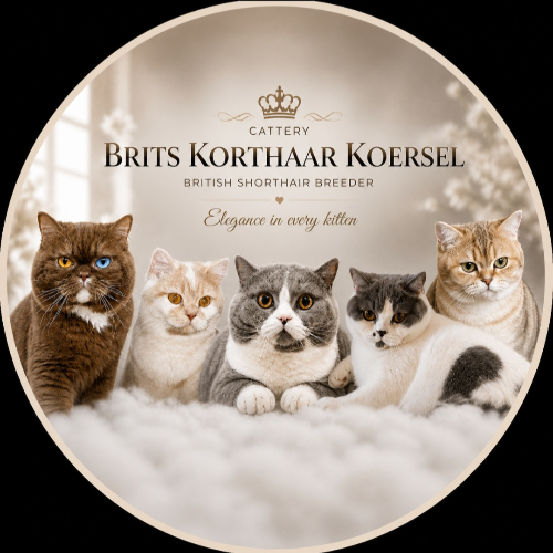 Profiel afbeelding van cattery_bkh
