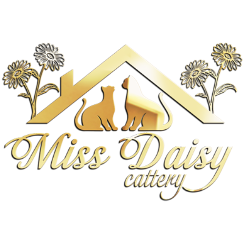 Profiel afbeelding van missdaisy