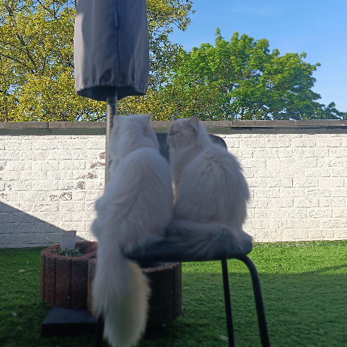 Profiel afbeelding van simbla