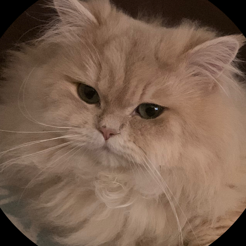 Profiel afbeelding van catterymysticpearl