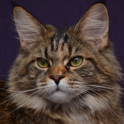 Profiel afbeelding van stelladelmattino