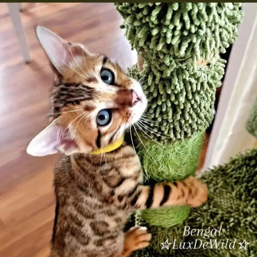 Profiel afbeelding van luxdewild